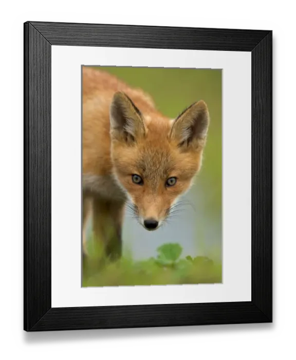 Framed Print : USA, North America, Alaska Framed Print : USA, North America, Alaska