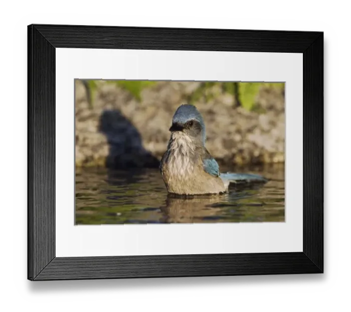 Framed Print : Western Scrub-Jay, Aphelocoma californica Framed Print : Western Scrub-Jay, Aphelocoma californica