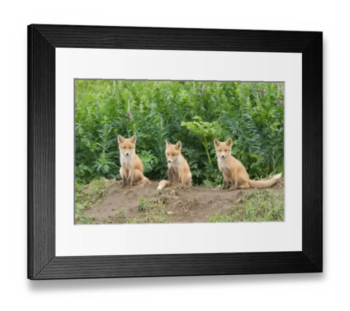 Framed Print : USA, Alaska, McNeil Framed Print : USA, Alaska, McNeil