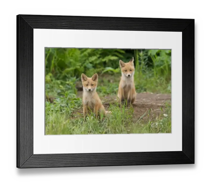 Framed Print : USA, Alaska, McNeil Framed Print : USA, Alaska, McNeil