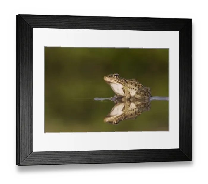 Framed Print : Nature, Fauna Framed Print : Nature, Fauna