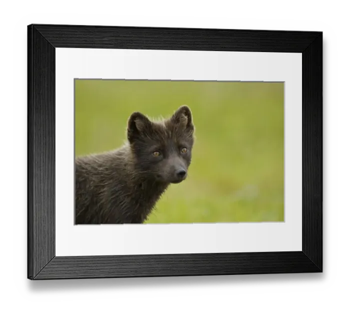 Framed Print : USA, Alaska, Pribilof Islands, St Paul. Blue phase Arctic Fox Framed Print : USA, Alaska, Pribilof Islands, St Paul. Blue phase Arctic Fox