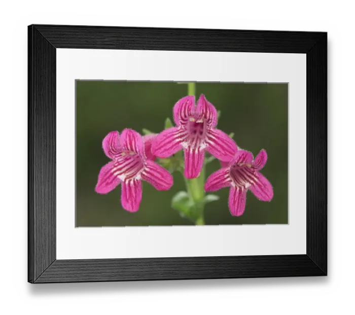 Framed Print : Scarlet Penstemon, Penstemon triflorus, blossom, Uvalde County, Hill Country, Texas, USA Framed Print : Scarlet Penstemon, Penstemon triflorus, blossom, Uvalde County, Hill Country, Texas, USA