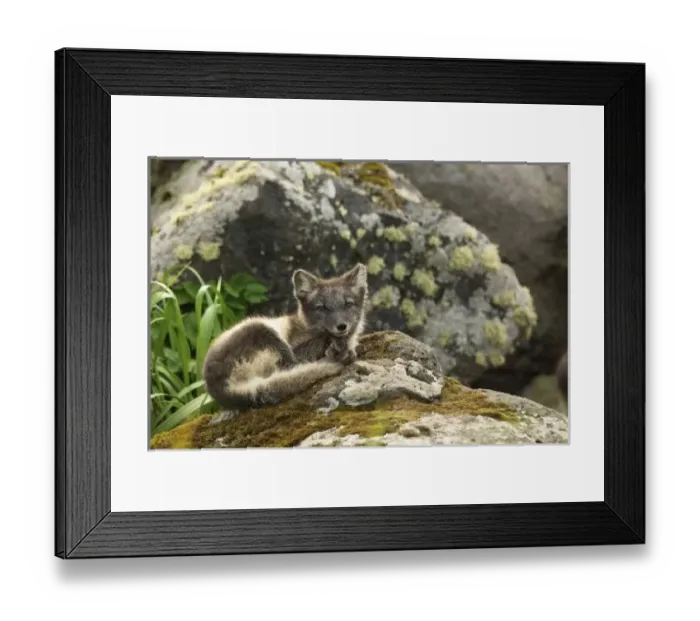 Framed Print : USA, Alaska, Pribilof Framed Print : USA, Alaska, Pribilof