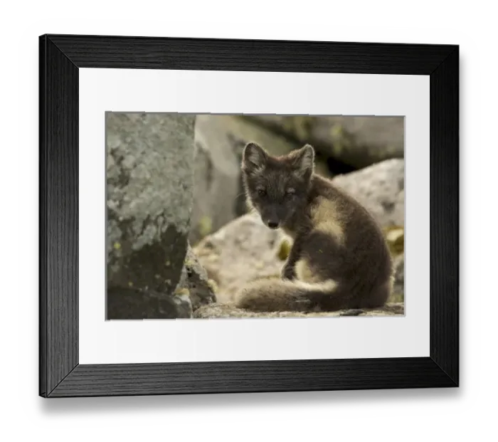 Framed Print : USA, North America, Alaska Framed Print : USA, North America, Alaska