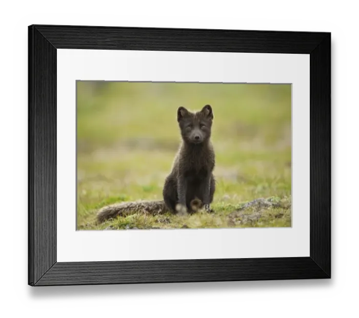 Framed Print : USA, Alaska, Pribilof Framed Print : USA, Alaska, Pribilof