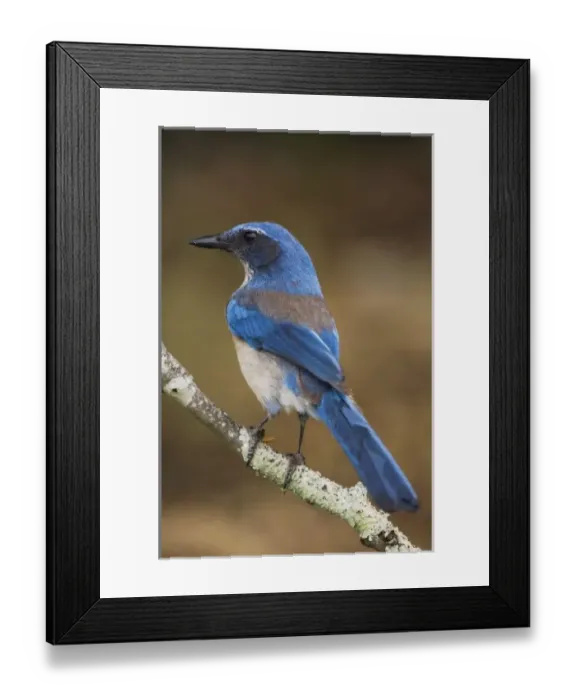Framed Print : Western Scrub-Jay, Aphelocoma californica, adult, Uvalde County, Hill Country, Texas Framed Print : Western Scrub-Jay, Aphelocoma californica, adult, Uvalde County, Hill Country, Texas
