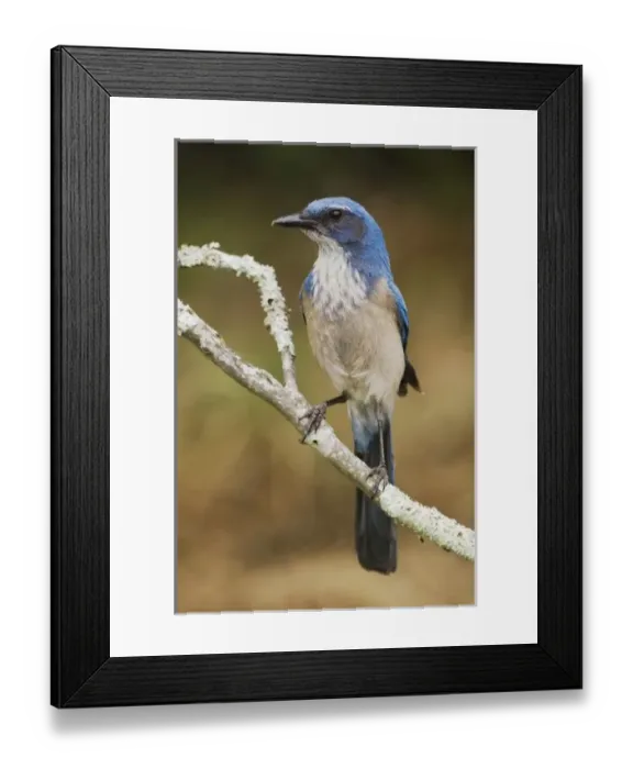 Framed Print : Western Scrub-Jay, Aphelocoma californica, adult perched, Uvalde County, Hill Country Framed Print : Western Scrub-Jay, Aphelocoma californica, adult perched, Uvalde County, Hill Country