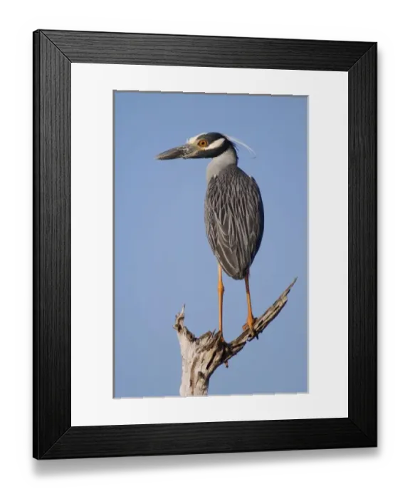 Framed Print : Yellow-crowned Night-Heron, Nyctanassa violacea, adult perched, Willacy County, Rio Grande Valley Framed Print : Yellow-crowned Night-Heron, Nyctanassa violacea, adult perched, Willacy County, Rio Grande Valley