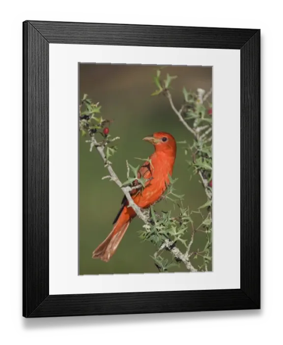 Framed Print : Summer Tanager, Piranga rubra, male eating Agarita (Berberis trifoliolata) berries Framed Print : Summer Tanager, Piranga rubra, male eating Agarita (Berberis trifoliolata) berries