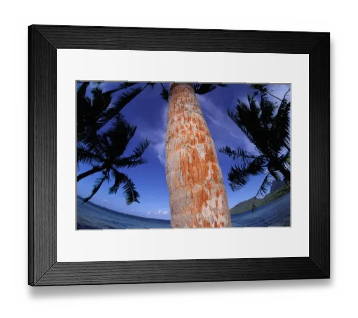 Framed Print : French Polynesia, Bora Bora, Palm trees