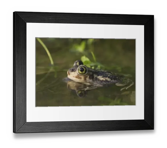 Framed Print : Nature, Fauna Framed Print : Nature, Fauna