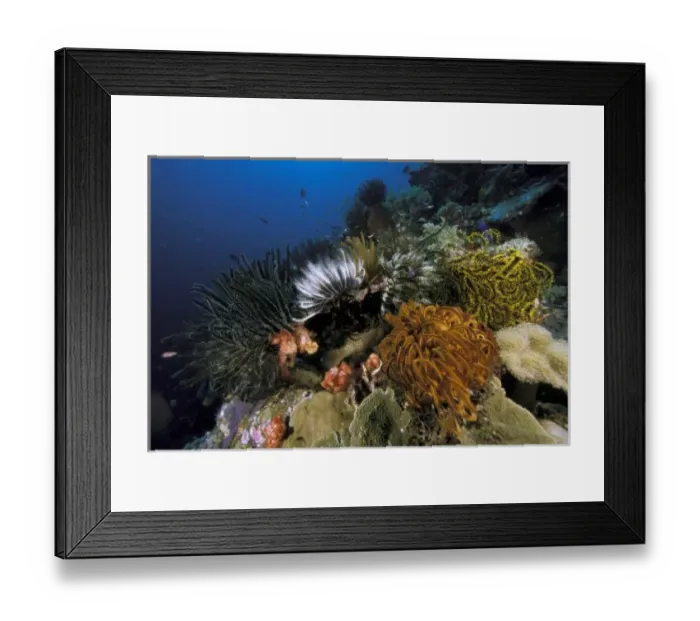 Framed Print : Coral reef Framed Print : Coral reef