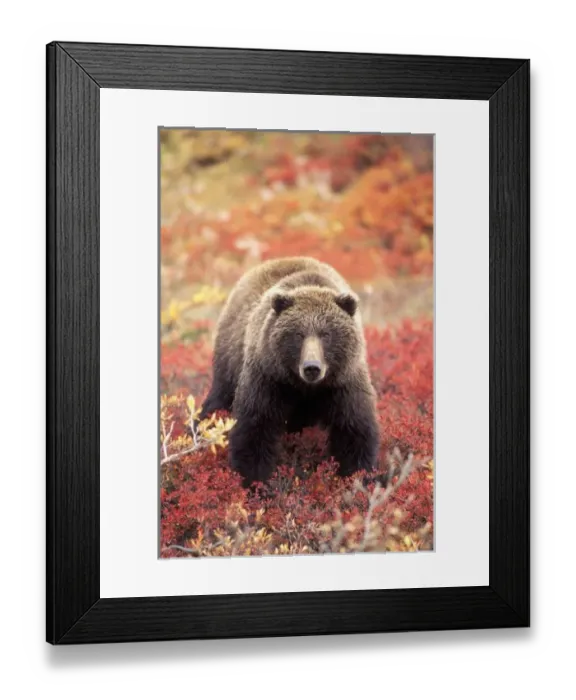 Framed Print : USA, Alaska, Denali Framed Print : USA, Alaska, Denali