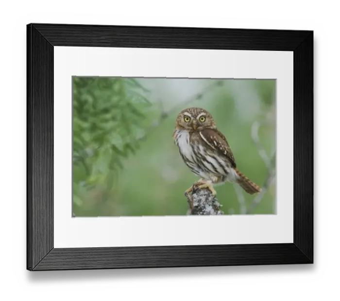Framed Print : Ferruginous Pygmy-Owl, Glaucidium brasilianum, adult, Willacy County, Rio Grande Valley Framed Print : Ferruginous Pygmy-Owl, Glaucidium brasilianum, adult, Willacy County, Rio Grande Valley