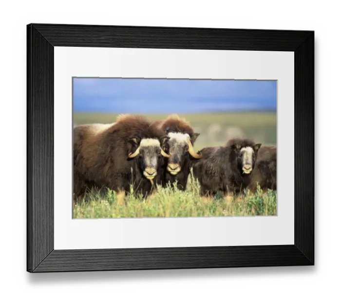Framed Print : A group of muskoxen