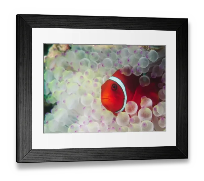 Framed Print : Paupau New Guinea, Great Barrier Reef, Spinecheek Anemonefish (Premnas biaculeatus) Framed Print : Paupau New Guinea, Great Barrier Reef, Spinecheek Anemonefish (Premnas biaculeatus)