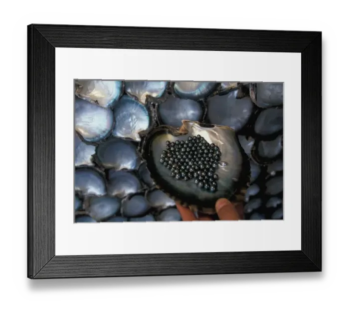Framed Print : French Polynesia, Moorea Tiki Polynesian village. Oyster shells / oyster farm; black Framed Print : French Polynesia, Moorea Tiki Polynesian village. Oyster shells / oyster farm; black