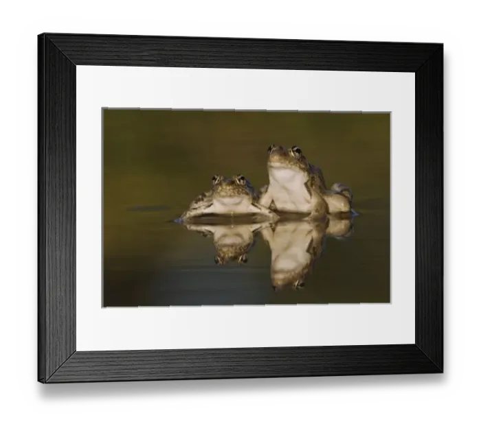 Framed Print : Nature, Fauna Framed Print : Nature, Fauna