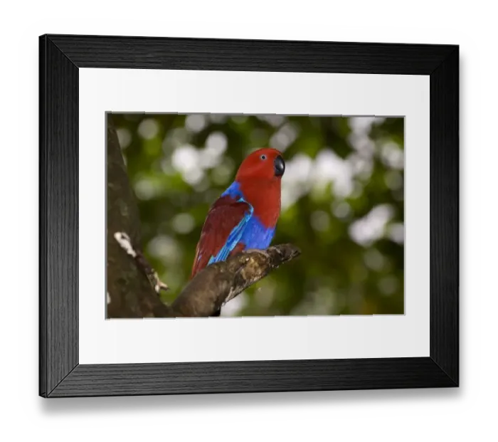 Framed Print : Papua New Guinea, Lae. Female Eclectus Parrot