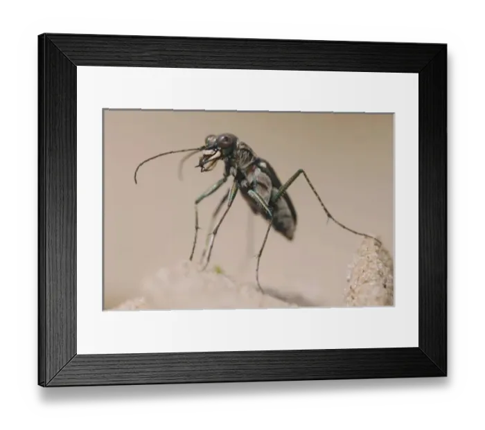 Framed Print : Tiger Beetle, Cicindela ocellata Framed Print : Tiger Beetle, Cicindela ocellata