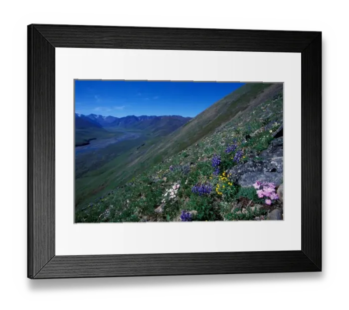 Framed Print : NA, USA, Alaska, Alaska National Wildlife Refuge, Alpine mountainside in the Kongakut Framed Print : NA, USA, Alaska, Alaska National Wildlife Refuge, Alpine mountainside in the Kongakut