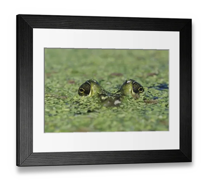 Framed Print : Bullfrog, Rana catesbeiana, adult in duckweed camouflaged, Welder Wildlife Refuge Framed Print : Bullfrog, Rana catesbeiana, adult in duckweed camouflaged, Welder Wildlife Refuge