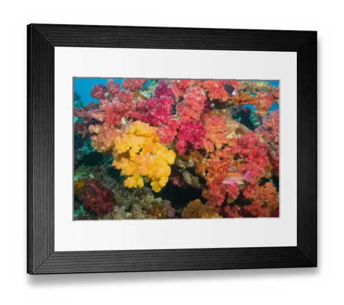 Framed Print : South Pacific, Fiji, Rainbow Reef in Taveuni Framed Print : South Pacific, Fiji, Rainbow Reef in Taveuni