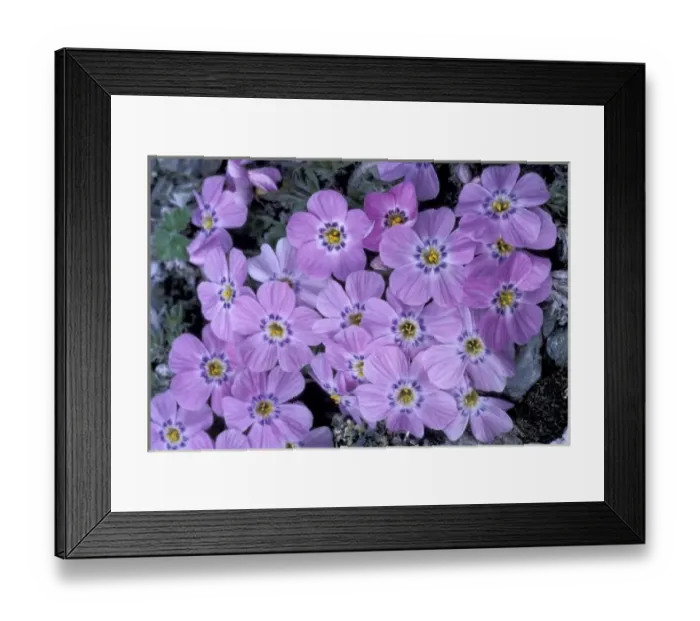 Framed Print : USA, Alaska, Arctic NWR. Siberian phlox on alpine ridge, Brooks Range, Kongakut River Framed Print : USA, Alaska, Arctic NWR. Siberian phlox on alpine ridge, Brooks Range, Kongakut River