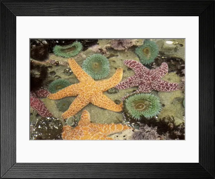 Framed Print : Giant green anemones Framed Print : Giant green anemones
