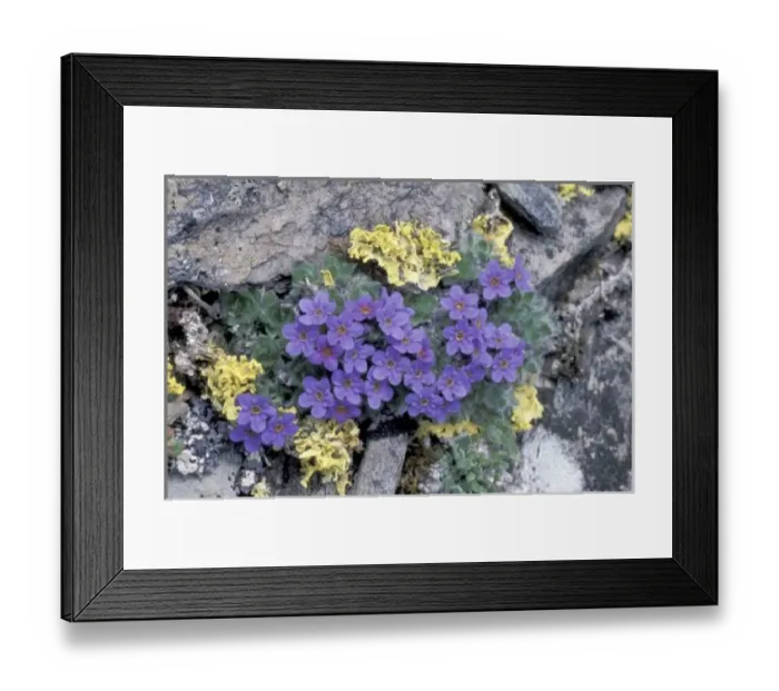 Framed Print : USA, Alaska National Wildlife Refuge (ANWR). Mountain forget-me-not among the lichens Framed Print : USA, Alaska National Wildlife Refuge (ANWR). Mountain forget-me-not among the lichens