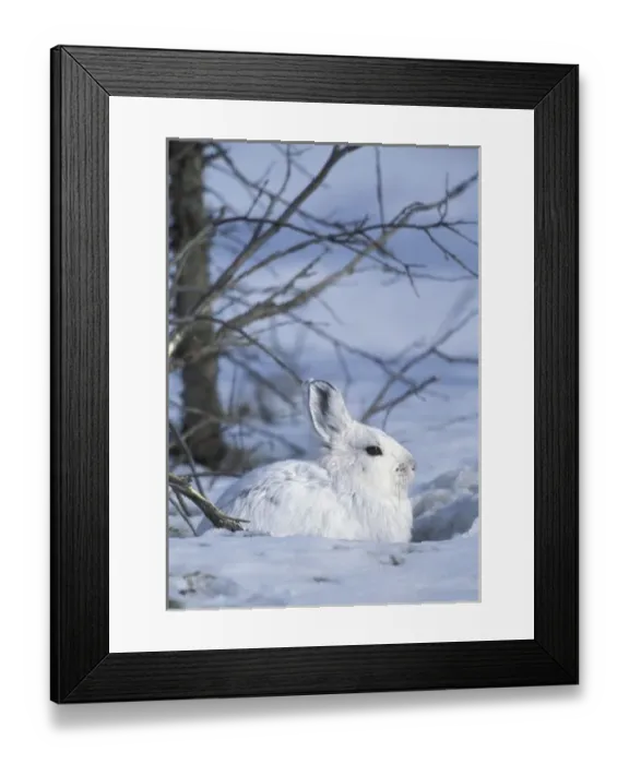 Framed Print : NA, USA, Alaska. Arctic National Wildlife Refuge. Snowshoe hare Framed Print : NA, USA, Alaska. Arctic National Wildlife Refuge. Snowshoe hare