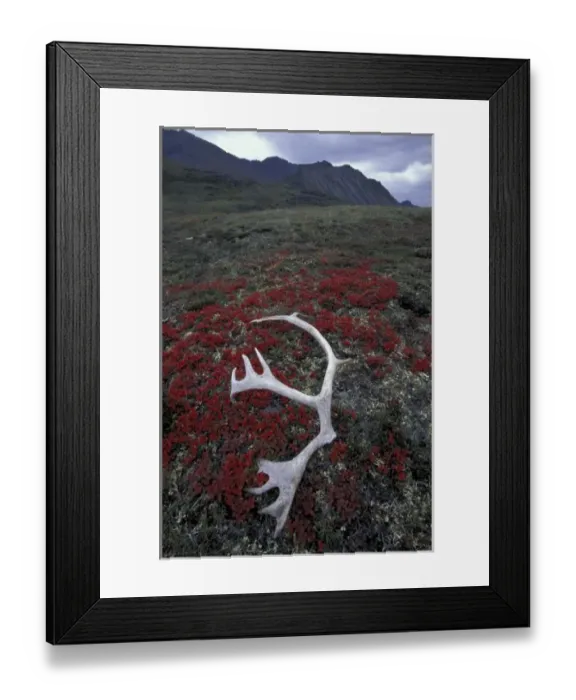 Framed Print : N. A. USA, Alaska, A. N. W. R. Caribou antler lies amid alpine bearberry in the Northern Framed Print : N. A. USA, Alaska, A. N. W. R. Caribou antler lies amid alpine bearberry in the Northern