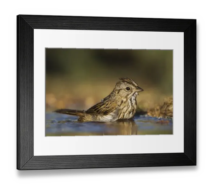 Framed Print : Nature, Fauna