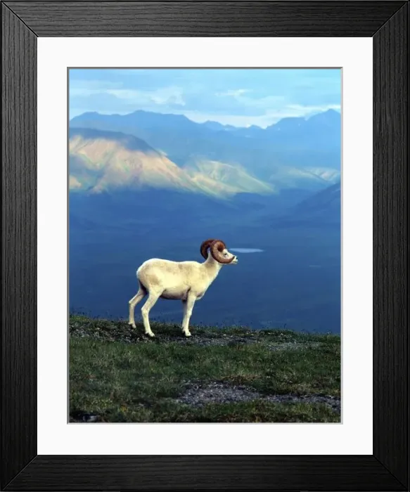 Framed Print : Dahl ram standing on grassy ridge, mountains in distance, Denali National Park, Alaska Framed Print : Dahl ram standing on grassy ridge, mountains in distance, Denali National Park, Alaska