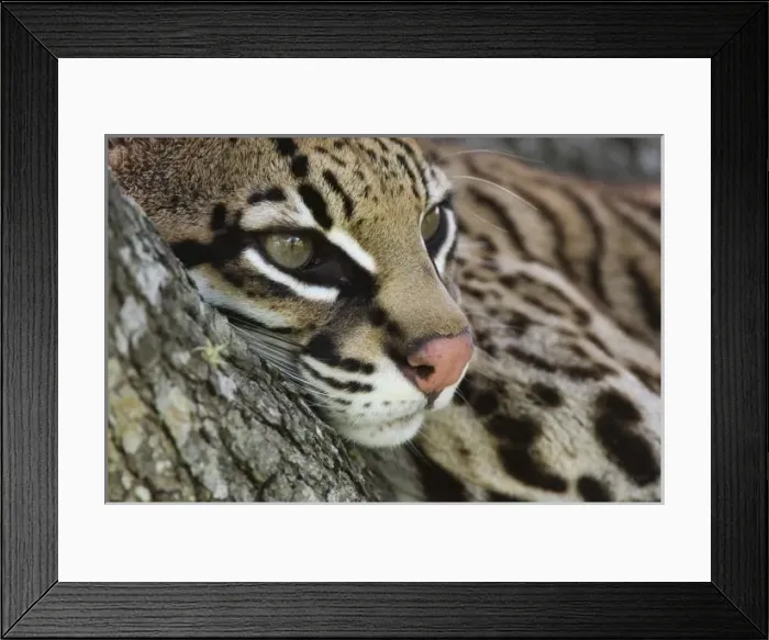 Framed Print : Ocelot, Felis pardalis Framed Print : Ocelot, Felis pardalis