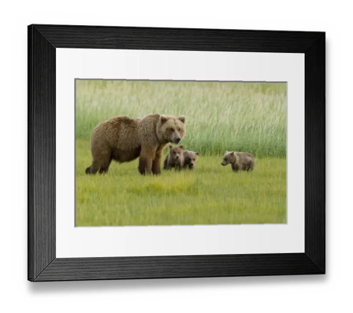Framed Print : USA, North America, Alaska Framed Print : USA, North America, Alaska