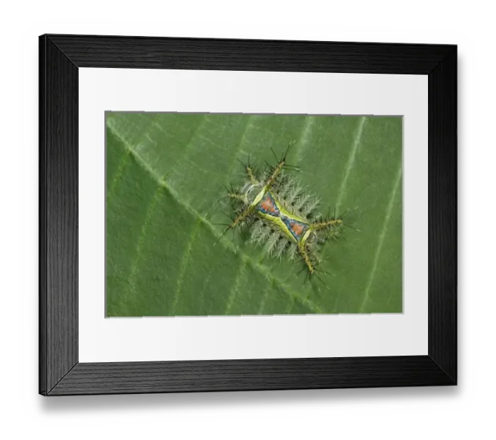 Framed Print : Saddleback moth, Acharia sp. poisonous caterpillar on leaf, Manuel Antonio National Park Framed Print : Saddleback moth, Acharia sp. poisonous caterpillar on leaf, Manuel Antonio National Park