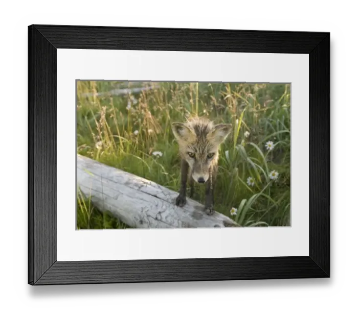 Framed Print : USA, North America, Alaska Framed Print : USA, North America, Alaska