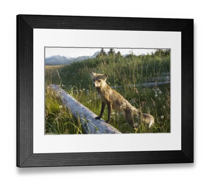 Framed Print : USA, North America, Alaska Framed Print : USA, North America, Alaska