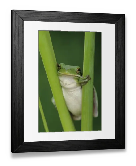 Framed Print : Green Treefrog, Hyla cinerea, adult, Lake Corpus Christi, Texas, USA, May Framed Print : Green Treefrog, Hyla cinerea, adult, Lake Corpus Christi, Texas, USA, May