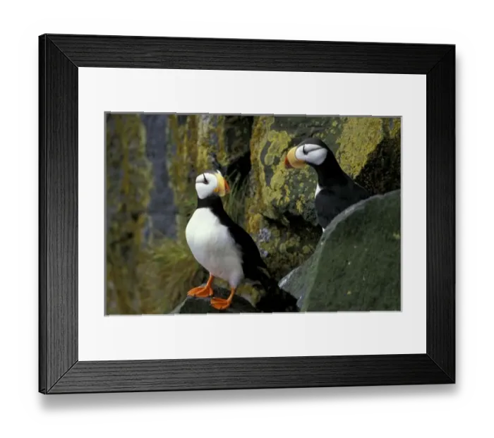 Framed Print : Alaska, St. Paul Framed Print : Alaska, St. Paul