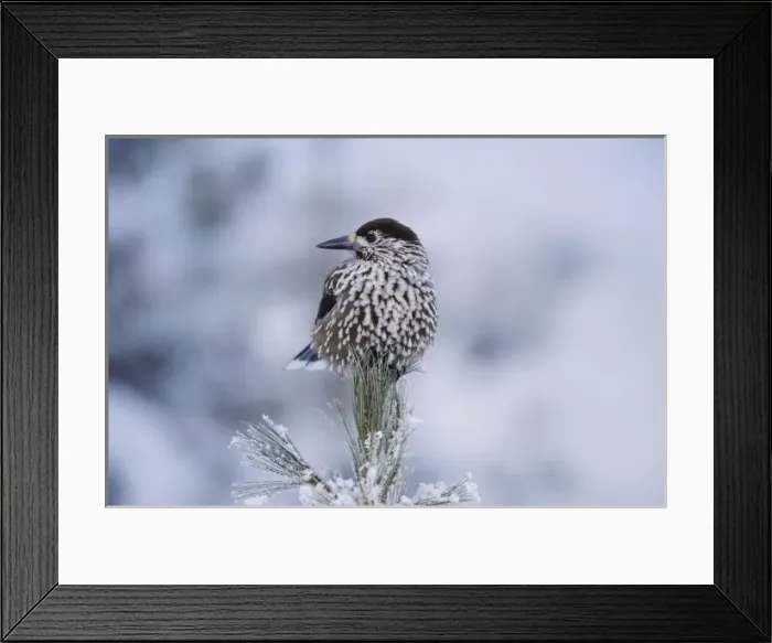 Framed Print : Spotted Nutcracker (Nucifraga caryocatactes), adult perched on frost covered Swiss Framed Print : Spotted Nutcracker (Nucifraga caryocatactes), adult perched on frost covered Swiss