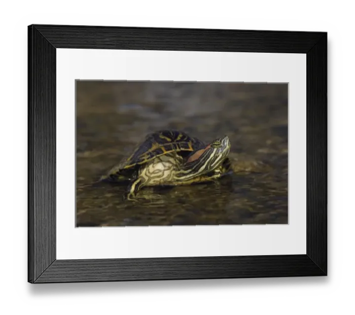 Framed Print : Red-eared Slider, Trachemys scripta elegans