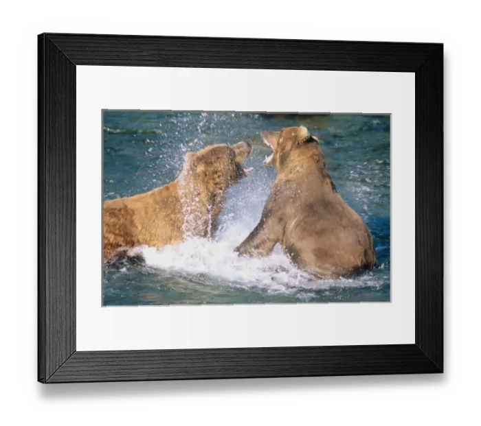 Framed Print : Brooks River, Katmai National Park, Alaska. Two male Alaskan Brown Bears (Ursus arctos) Framed Print : Brooks River, Katmai National Park, Alaska. Two male Alaskan Brown Bears (Ursus arctos)