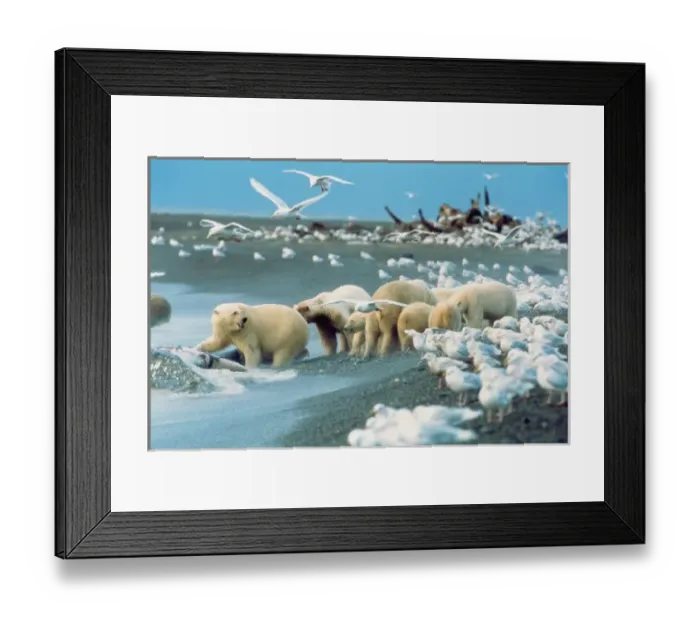 Framed Print : North Slope, Alaska. Polar Bears (Ursus maritimus) gather around Gray Whale Carcass