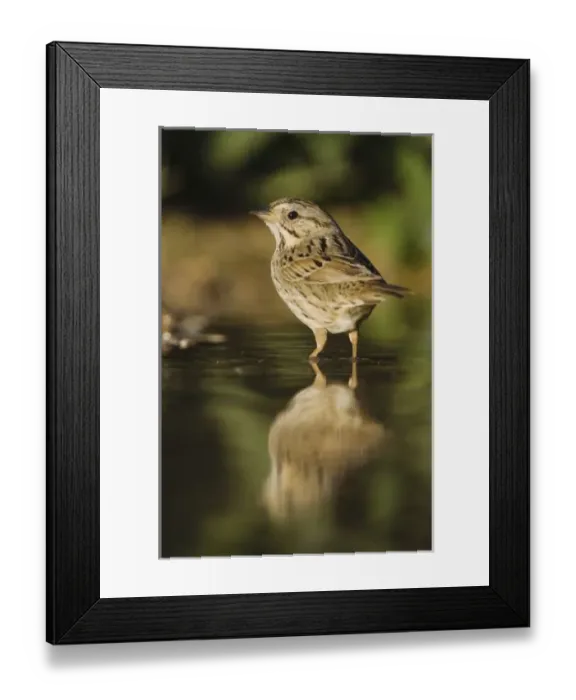 Framed Print : Nature, Fauna Framed Print : Nature, Fauna