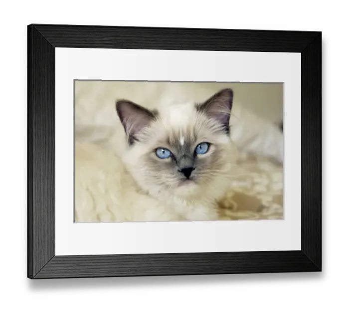 Framed Print : Ragdoll kitten Framed Print : Ragdoll kitten