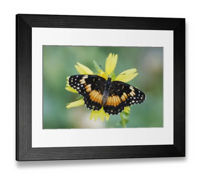Framed Print : Bordered Patch, Chlosyne lacinia, adult on Clasping-leaved Coneflower(Dracopis amplexicaulis) Framed Print : Bordered Patch, Chlosyne lacinia, adult on Clasping-leaved Coneflower(Dracopis amplexicaulis)