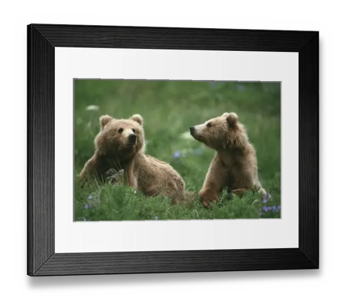 Framed Print : U. S. A. Alaska, Kodiak Two sub-adult brown bears in grass and purple flowers